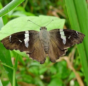 Spathilepia clonius
