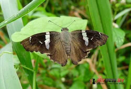 Spathilepia clonius
