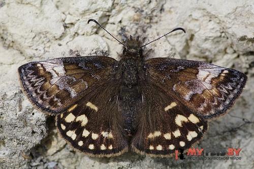 Erynnis montanus
