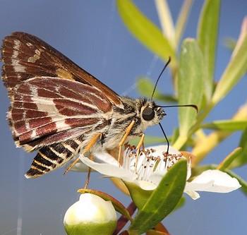 Hesperilla picta