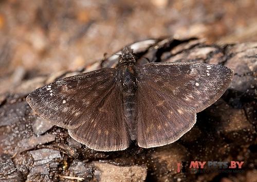 Erynnis persius