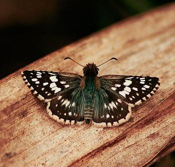 Pyrgus orcynoides