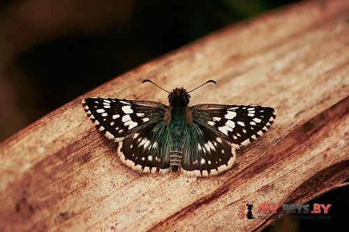 Pyrgus orcynoides