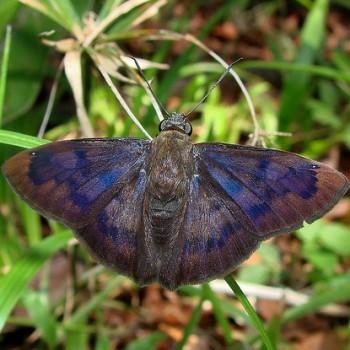 Telemiades nicomedes