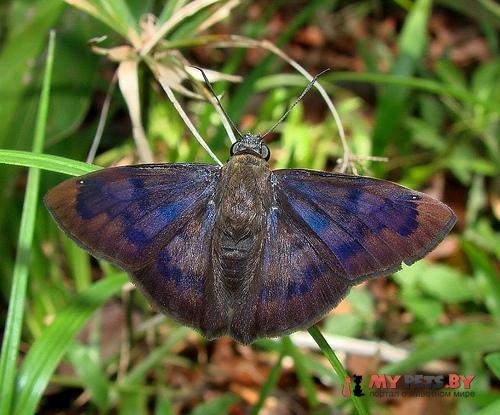 Telemiades nicomedes