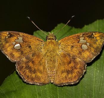 Pseudocoladenia dan