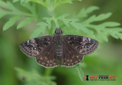 Erynnis baptisiae