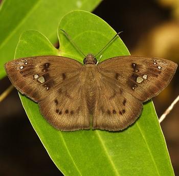 Tagiades japetus