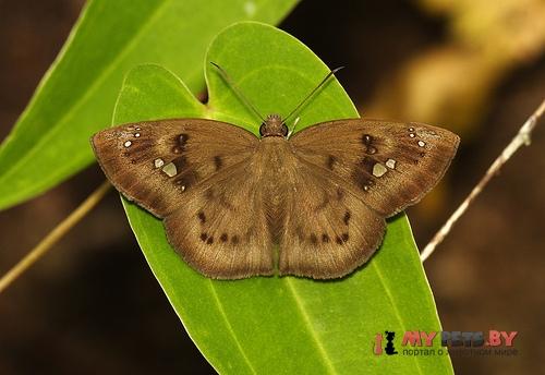 Tagiades japetus