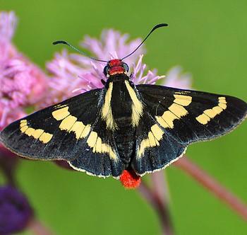 Sarbia damippe