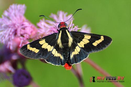 Sarbia damippe