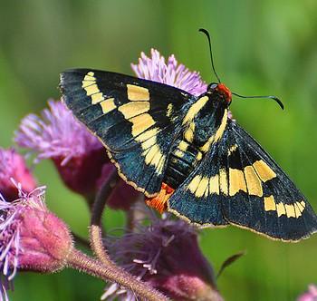 Sarbia xanthippe