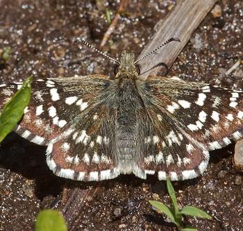 Pyrgus centaureae