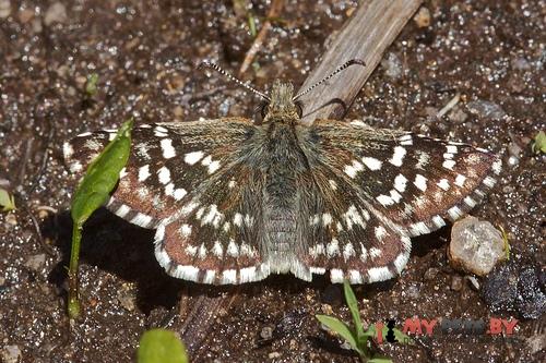 Pyrgus centaureae