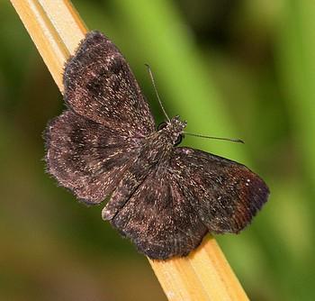 Staphylus mazans