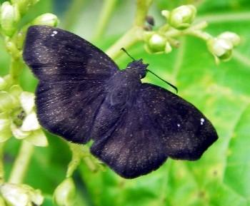 Bolla clytius