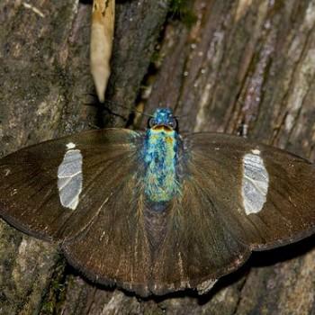 Ectomis cythna