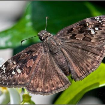 Erynnis zarucco