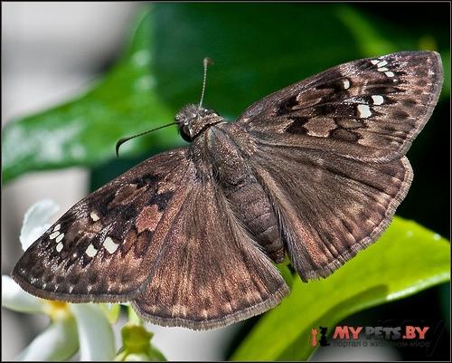 Erynnis zarucco