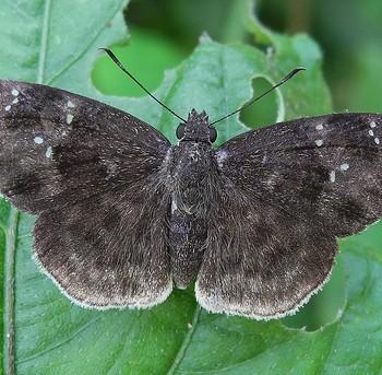 Sarangesa thecla
