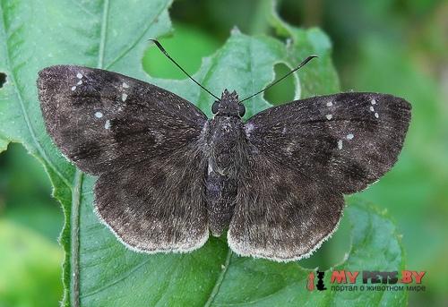 Sarangesa thecla