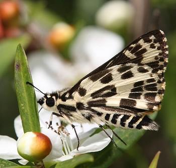 Hesperilla ornata