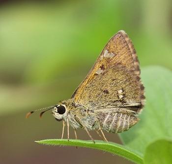 Neohesperilla xiphiphora