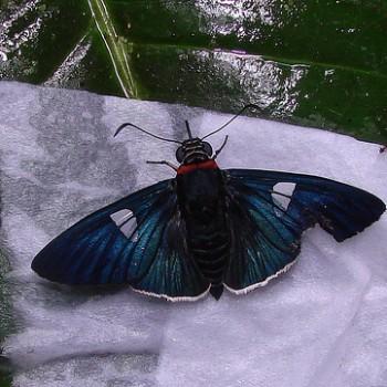 Yanguna tetricus