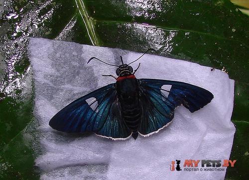 Yanguna tetricus