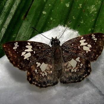 Xenophanes tryxus