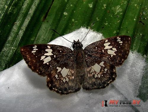 Xenophanes tryxus