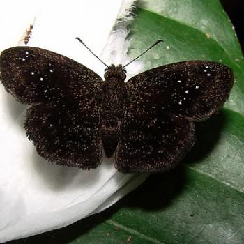 Staphylus lizeri