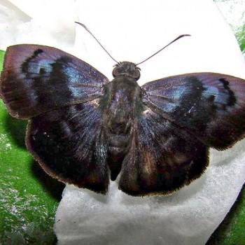 Pythonides eminus