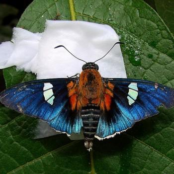 Yanguna cometes