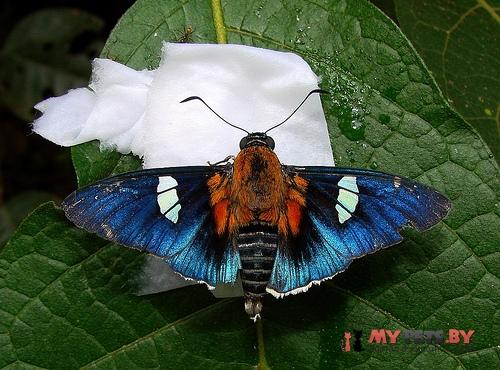 Yanguna cometes