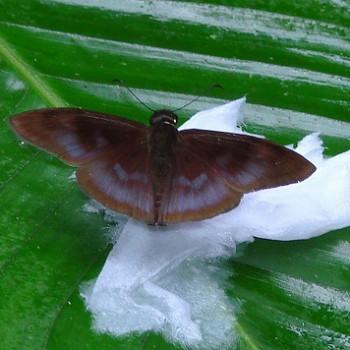 Anastrus petius