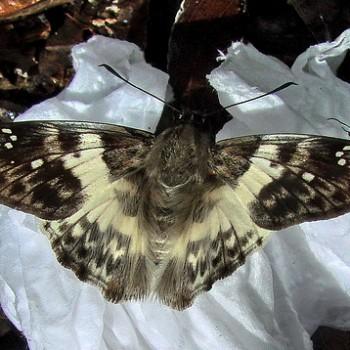Polyctor tensa