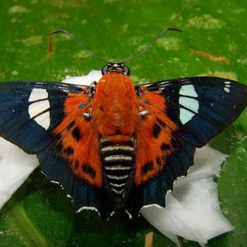 Myscelus pardalina