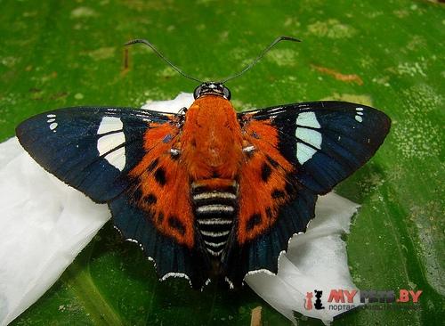 Myscelus pardalina