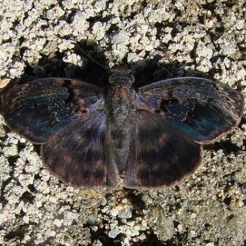 Chiomara mithrax