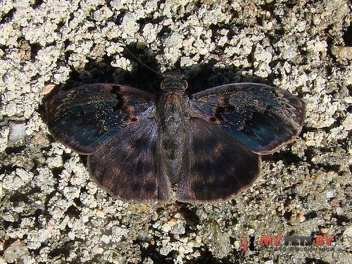 Chiomara mithrax