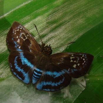 Quadrus contubernalis