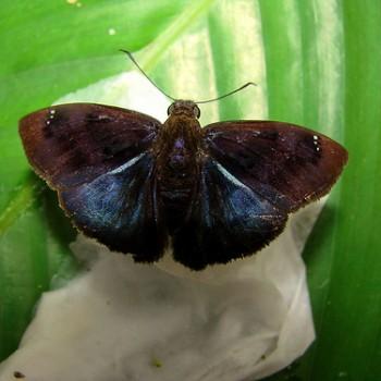 Pyrdalus corbulo