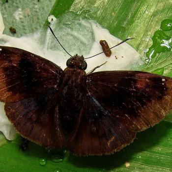 Nisoniades brunneata