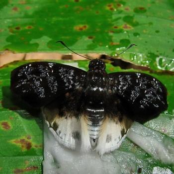 Spioniades artemides