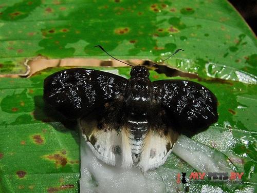 Spioniades artemides