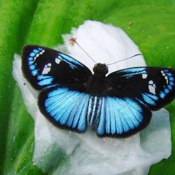 Pythonides jovianus