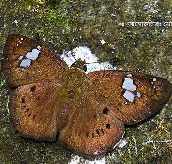 Coladenia agni