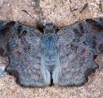 Antigonus erosus