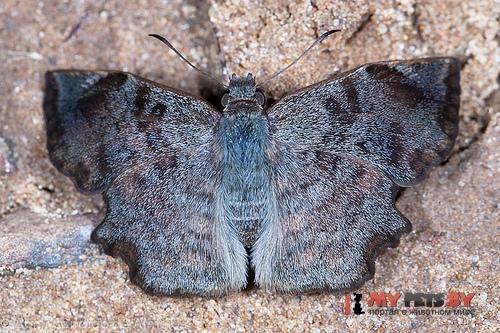 Antigonus erosus